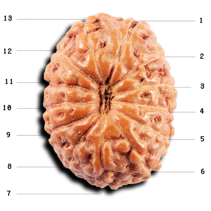 13 Mukhi Indonesian Rudraksha - Bead No 264