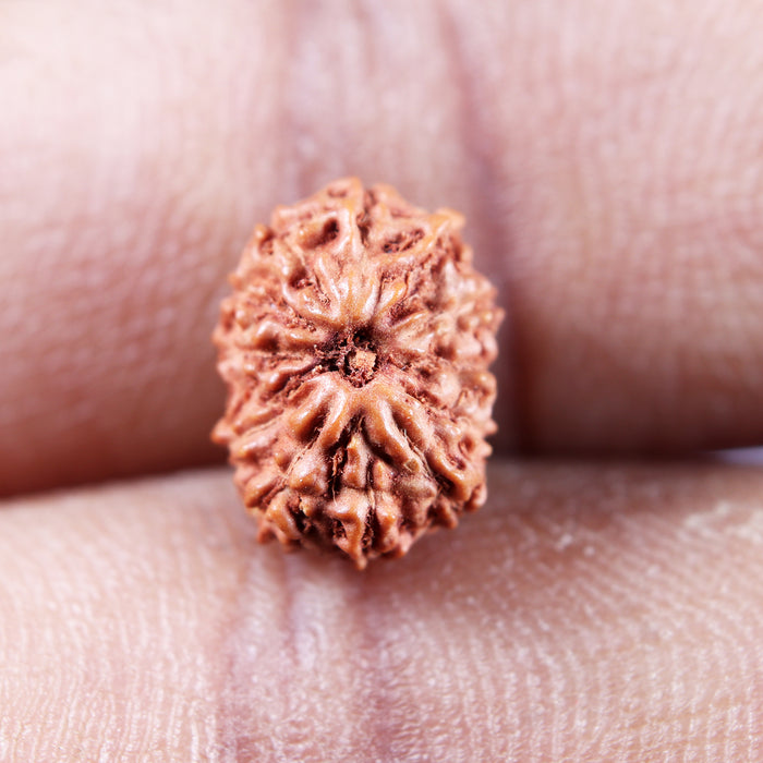 13 Mukhi Indonesian Rudraksha - Bead No 267