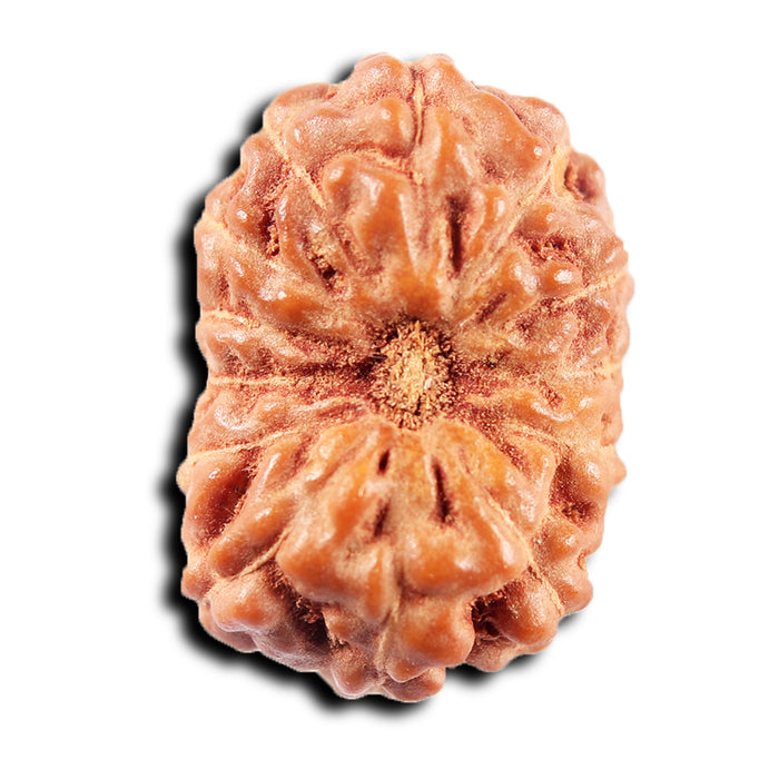 13 Mukhi Indonesian Rudraksha - Bead No 269