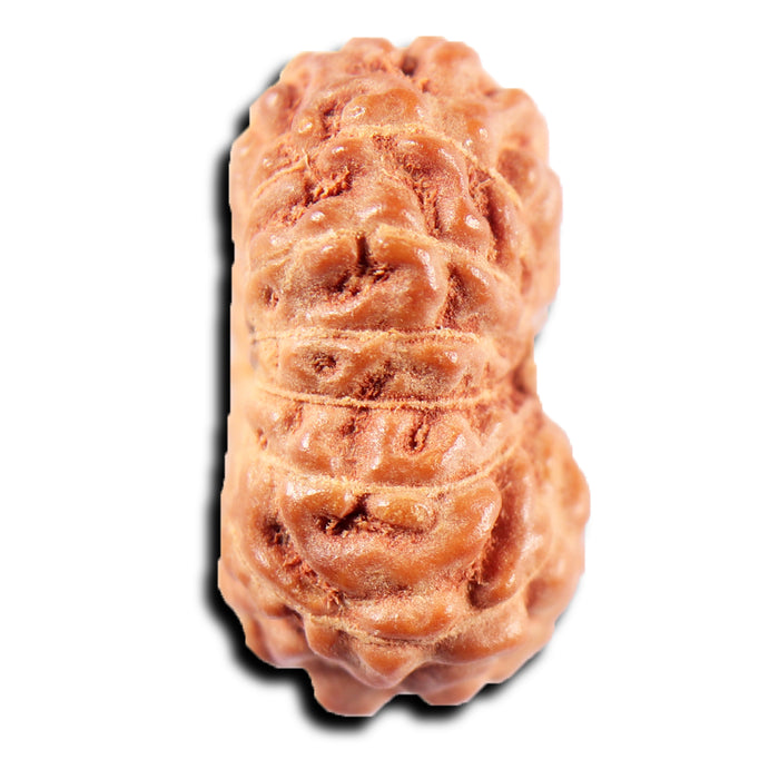 13 Mukhi Indonesian Rudraksha - Bead No 269