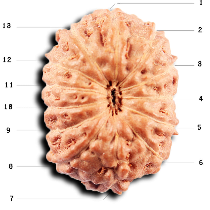 13 Mukhi Indonesian Rudraksha - Bead No 270