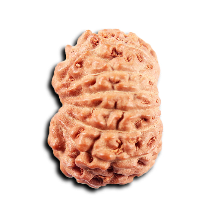 13 Mukhi Indonesian Rudraksha - Bead No 270