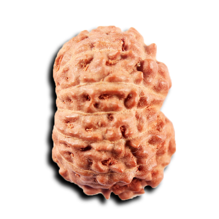 13 Mukhi Indonesian Rudraksha - Bead No 270