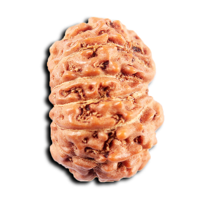13 Mukhi Indonesian Rudraksha - Bead No 272