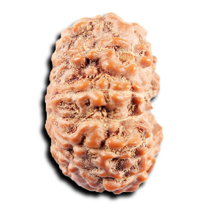 13 Mukhi Indonesian Rudraksha - Bead No 273
