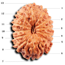 Load image into Gallery viewer, 13 Mukhi Indonesian Rudraksha - Bead No 277
