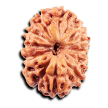 Load image into Gallery viewer, 13 Mukhi Indonesian Rudraksha - Bead No 277
