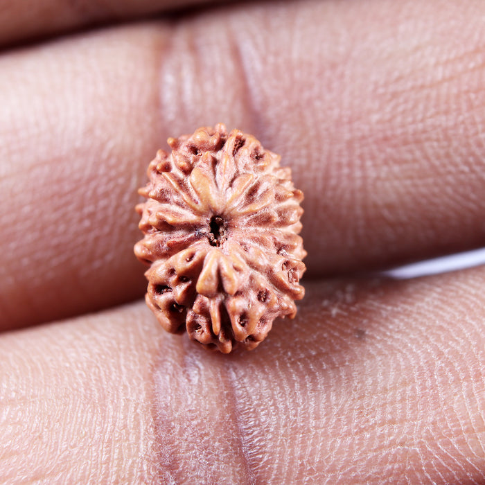 13 Mukhi Indonesian Rudraksha - Bead No 277