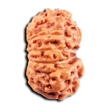 Load image into Gallery viewer, 13 Mukhi Indonesian Rudraksha - Bead No 277
