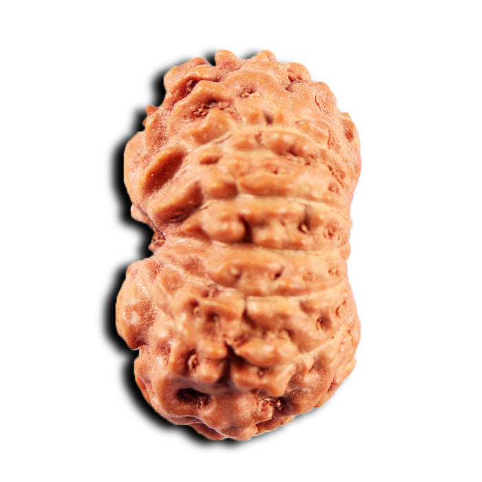 13 Mukhi Indonesian Rudraksha - Bead No 277