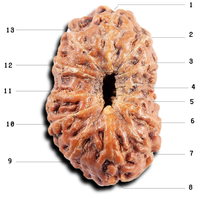 13 Mukhi Indonesian Rudraksha - Bead No 278