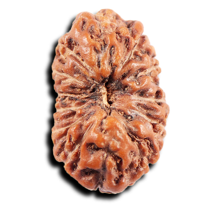 13 Mukhi Indonesian Rudraksha - Bead No 278