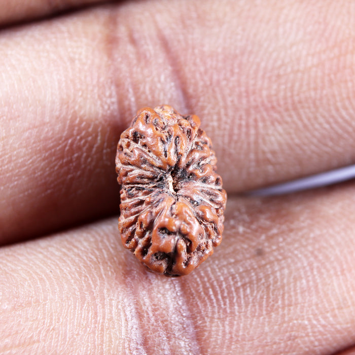 13 Mukhi Indonesian Rudraksha - Bead No 278