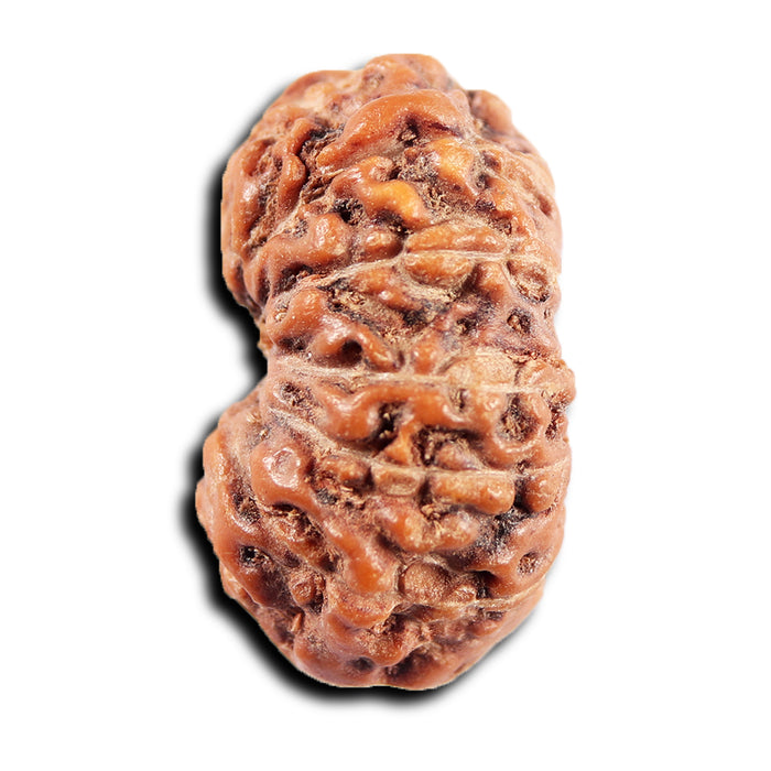13 Mukhi Indonesian Rudraksha - Bead No 278