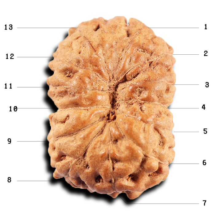 13 Mukhi Indonesian Rudraksha - Bead No 279