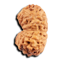 Load image into Gallery viewer, 13 Mukhi Indonesian Rudraksha - Bead No 279
