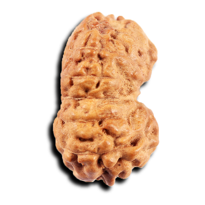 13 Mukhi Indonesian Rudraksha - Bead No 279