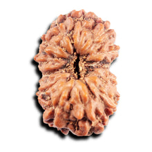 Load image into Gallery viewer, 13 Mukhi Indonesian Rudraksha - Bead No 280
