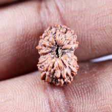 Load image into Gallery viewer, 13 Mukhi Indonesian Rudraksha - Bead No 280
