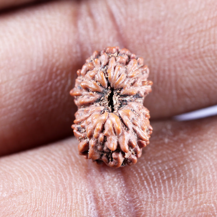 13 Mukhi Indonesian Rudraksha - Bead No 280