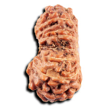 Load image into Gallery viewer, 13 Mukhi Indonesian Rudraksha - Bead No 280
