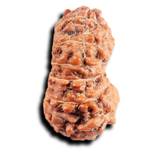 Load image into Gallery viewer, 13 Mukhi Indonesian Rudraksha - Bead No 280
