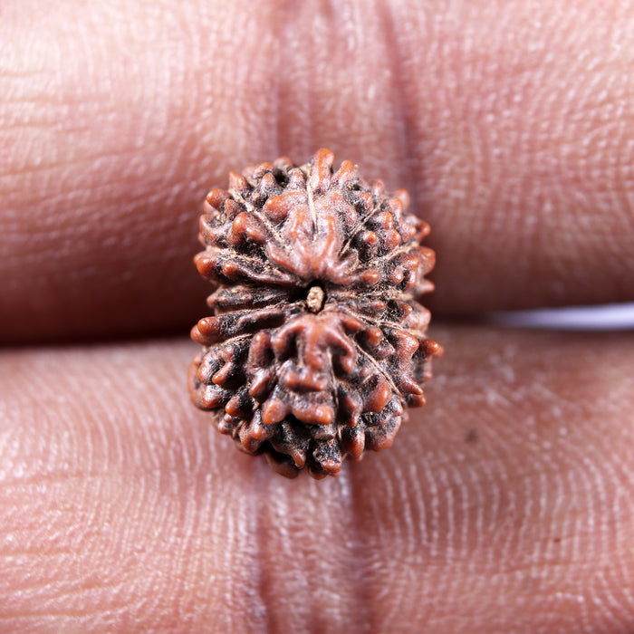 13 Mukhi Indonesian Rudraksha - Bead No 281