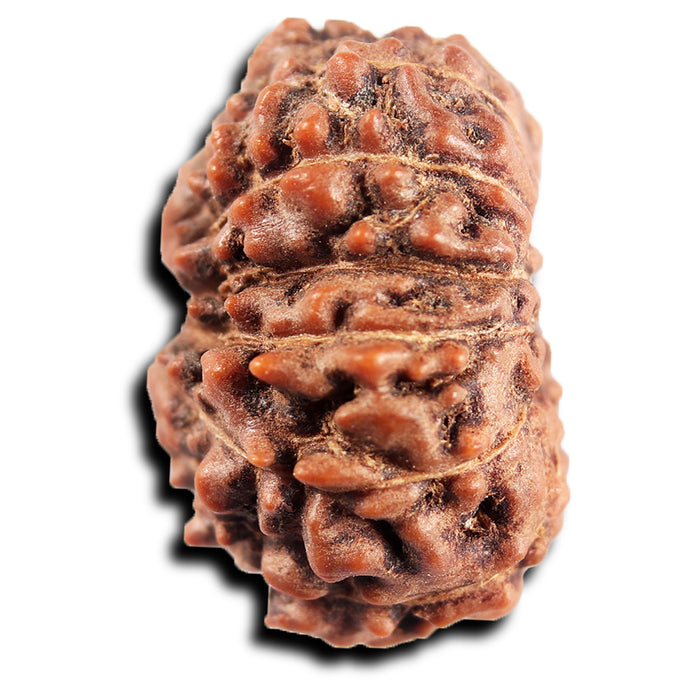 13 Mukhi Indonesian Rudraksha - Bead No 281