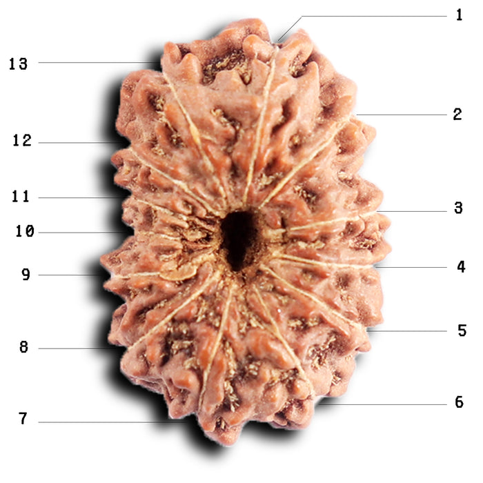 13 Mukhi Indonesian Rudraksha - Bead No 282