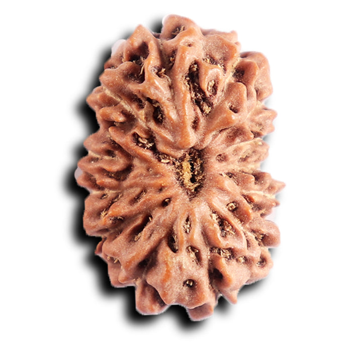 13 Mukhi Indonesian Rudraksha - Bead No 282
