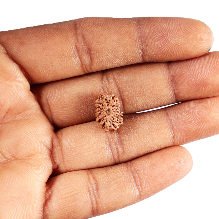 13 Mukhi Indonesian Rudraksha - Bead No 282