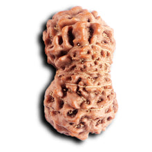 Load image into Gallery viewer, 13 Mukhi Indonesian Rudraksha - Bead No 282
