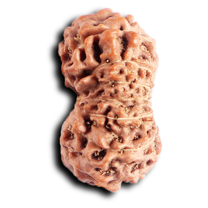 13 Mukhi Indonesian Rudraksha - Bead No 282