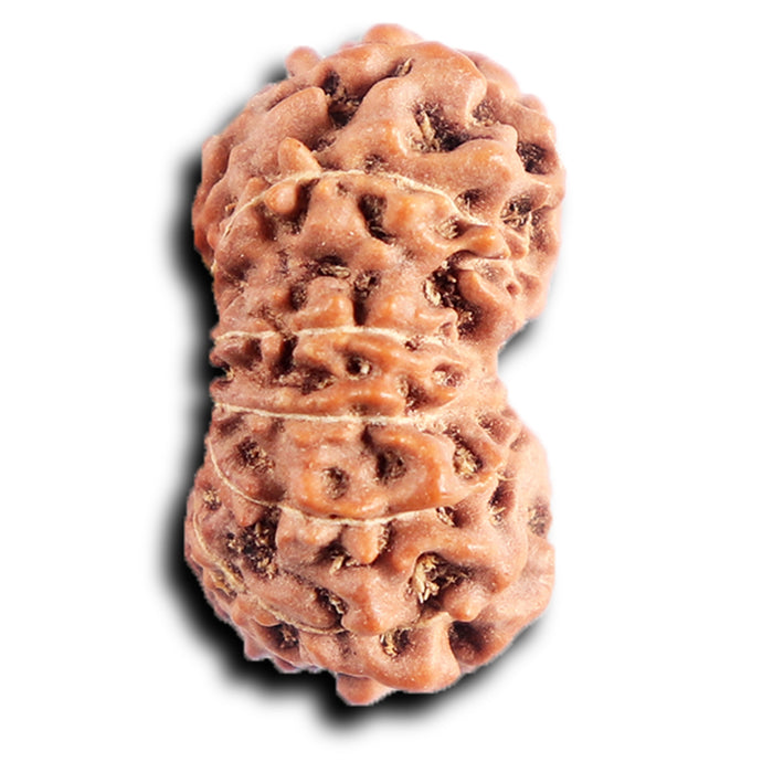 13 Mukhi Indonesian Rudraksha - Bead No 282