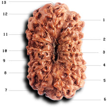 Load image into Gallery viewer, 13 Mukhi Indonesian Rudraksha - Bead No 283
