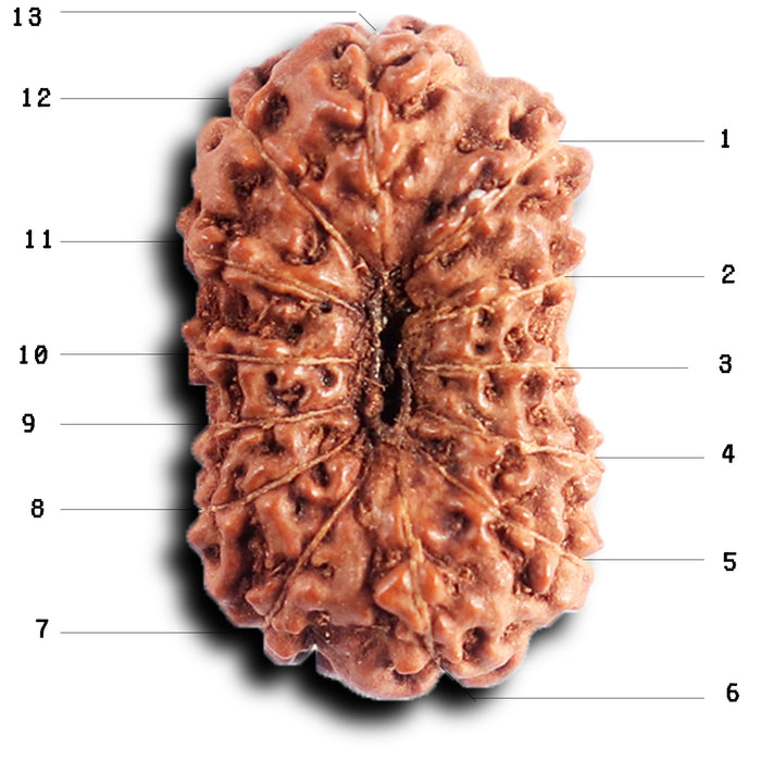 13 Mukhi Indonesian Rudraksha - Bead No 283