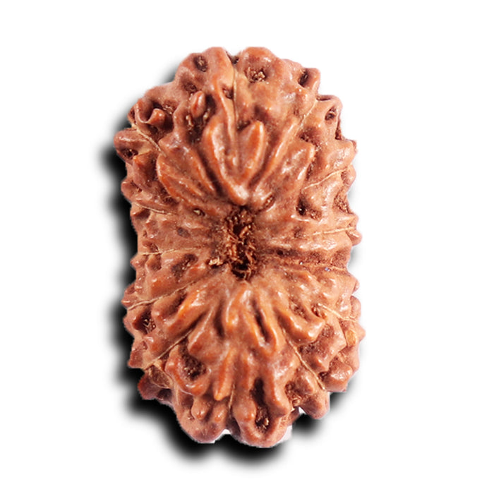 13 Mukhi Indonesian Rudraksha - Bead No 283