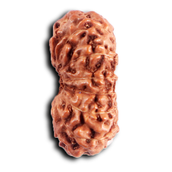 13 Mukhi Indonesian Rudraksha - Bead No 283