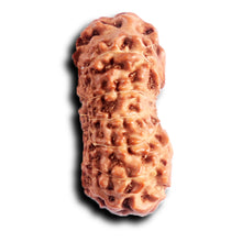 Load image into Gallery viewer, 13 Mukhi Indonesian Rudraksha - Bead No 283
