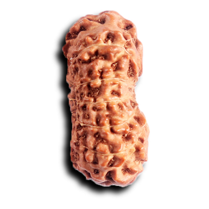 13 Mukhi Indonesian Rudraksha - Bead No 283