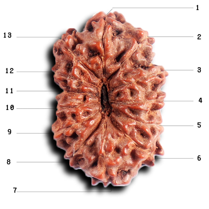 13 Mukhi Indonesian Rudraksha - Bead No 284