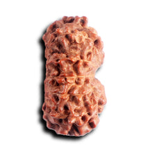 Load image into Gallery viewer, 13 Mukhi Indonesian Rudraksha - Bead No 284
