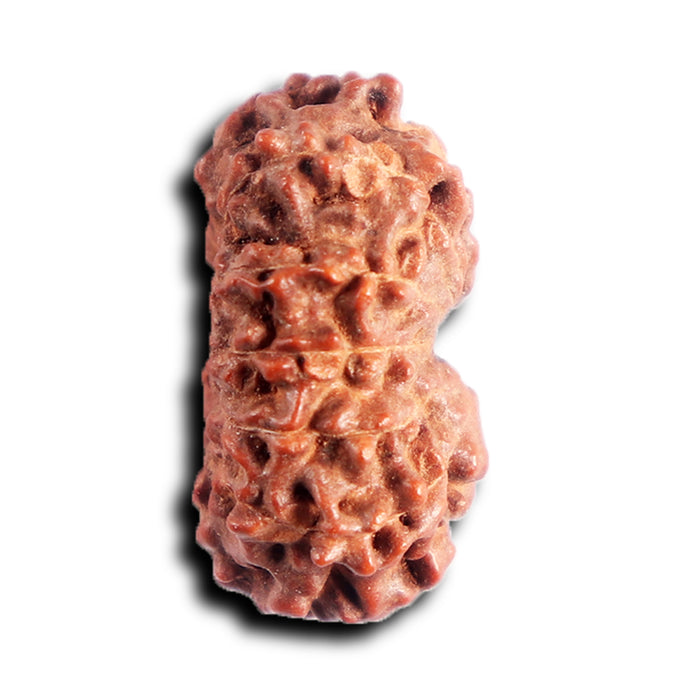 13 Mukhi Indonesian Rudraksha - Bead No 284