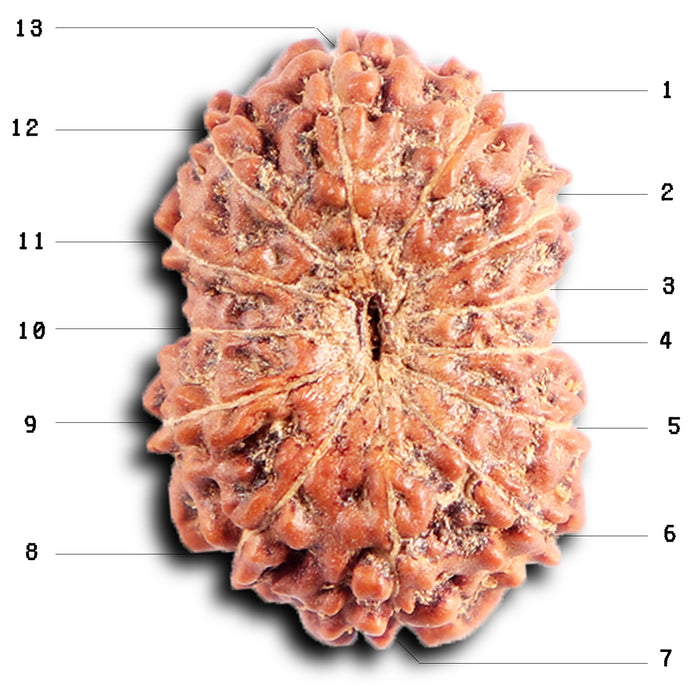 13 Mukhi Indonesian Rudraksha - Bead No 285