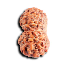 Load image into Gallery viewer, 13 Mukhi Indonesian Rudraksha - Bead No 285
