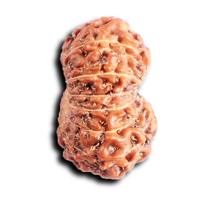 13 Mukhi Indonesian Rudraksha - Bead No 285