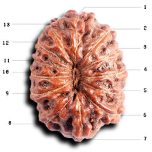 Load image into Gallery viewer, 13 Mukhi Indonesian Rudraksha - Bead No 286
