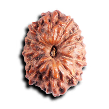 Load image into Gallery viewer, 13 Mukhi Indonesian Rudraksha - Bead No 286
