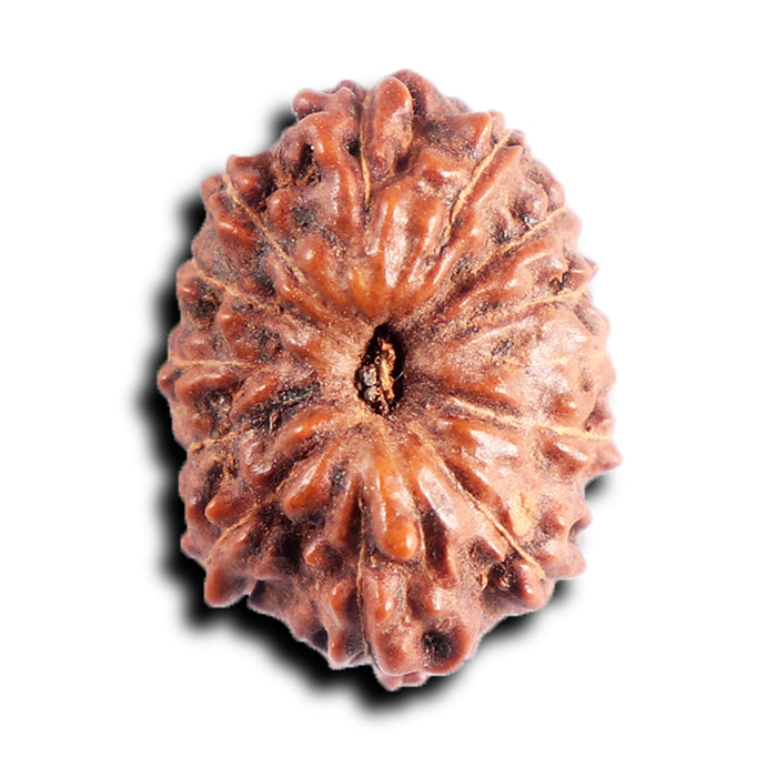 13 Mukhi Indonesian Rudraksha - Bead No 286