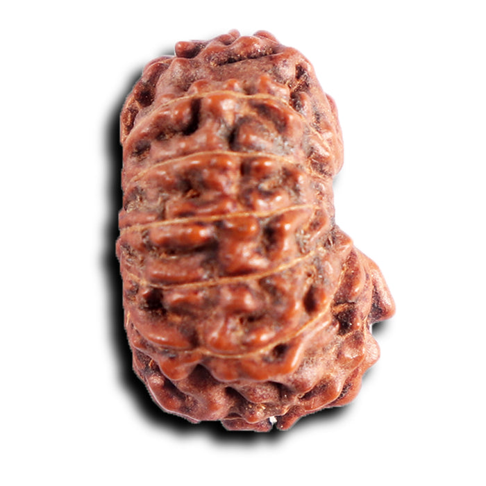 13 Mukhi Indonesian Rudraksha - Bead No 286